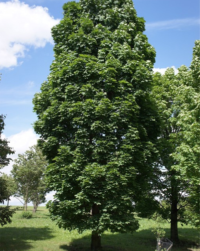 Клен остролистный Колумнаре (Acer platanoides Cоlumnare)
