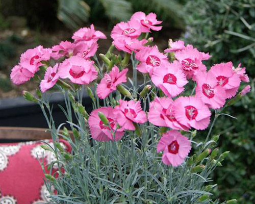 Гвоздика перистая Ангел оф Хоуп (Dianthus plumarius Angel of Hope)