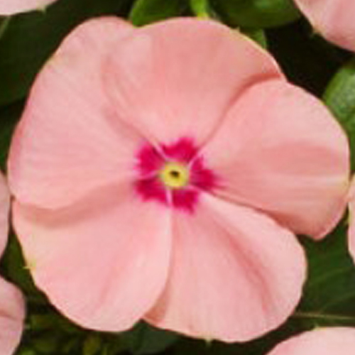 Катарантус Хитвейв Пич (Catharanthus Heatwave Peach)