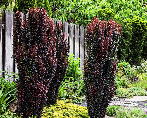 Барбарис тунберга Ред Пиллар (Berberis thunbergii Red Pillar)