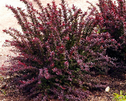Барбарис тунберга Ред Чиф (Berberis thunbergii Red Chief)