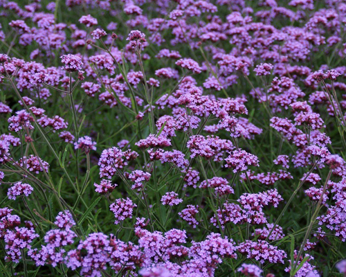 Вербена многолетняя бонарская (Verbena bonariensis)
