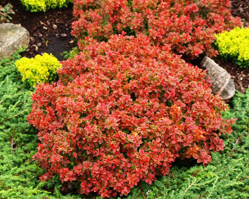 Барбарис тунберга Адмирейшн (Berberis  thunbergii Admiration)