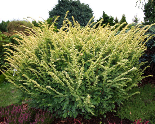 Тис ягодный Элегантиссима (Taxus baccata Elegantissima)