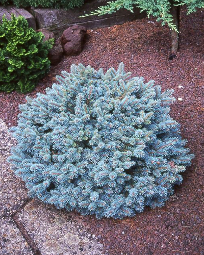 Ель колючая Глаука Глобоза (Picea pungens Glauсa Globosa)