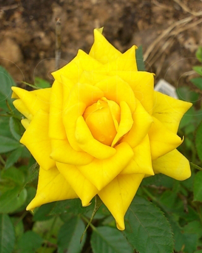 роза Зонненкинд (Sonnenkind)