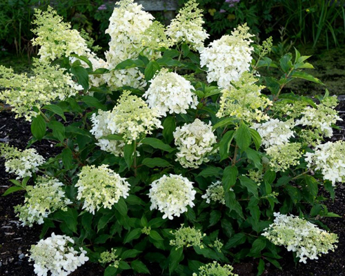 Гортензия метельчатая Долли (Hydrangea paniculata Dolly)