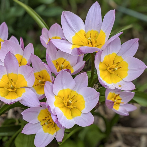 Тюльпан Botanical/Species Saxatilis