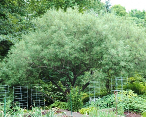 Ива лохолистная Ангустифолия (Salix elaeagnos Angustifolia)