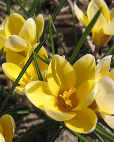 Крокус botanical Romance