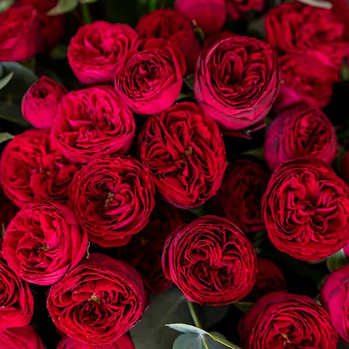 роза Марун (Maroon)