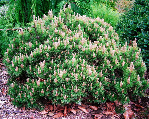 Сосна горная Мопс Миджет (Pinus mugo Mops Midget)
