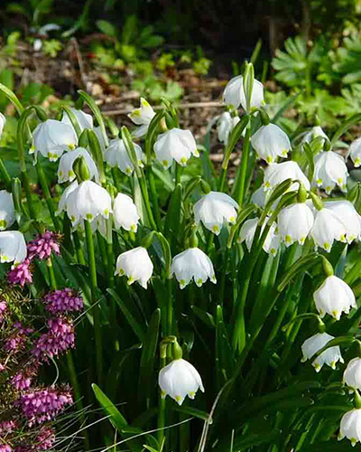 Белоцветник летний (Leucojum aestivum)