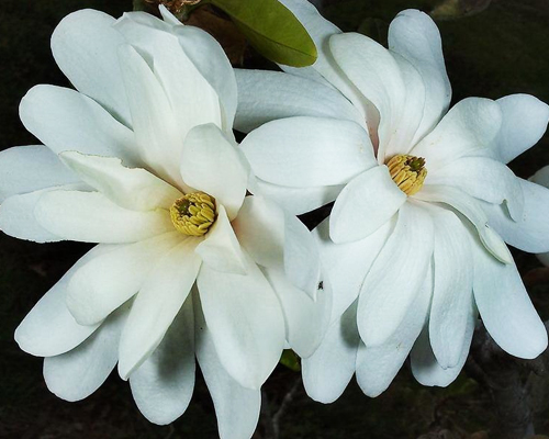 Магнолия звездчатая Роял Стар (Magnolia stellata Royal Star)