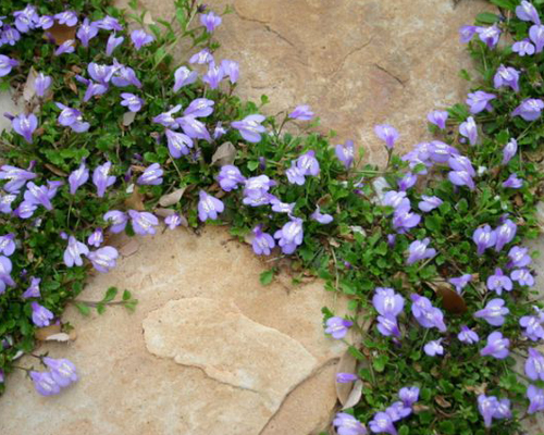Мазус ползучий (Mazus reptans)