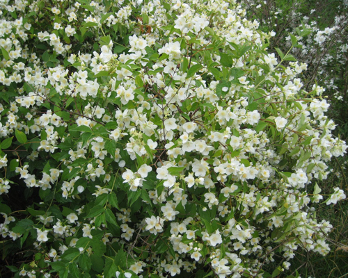 Чубушник льюиса Ватертон (Philadelphus lewisii Waterton)