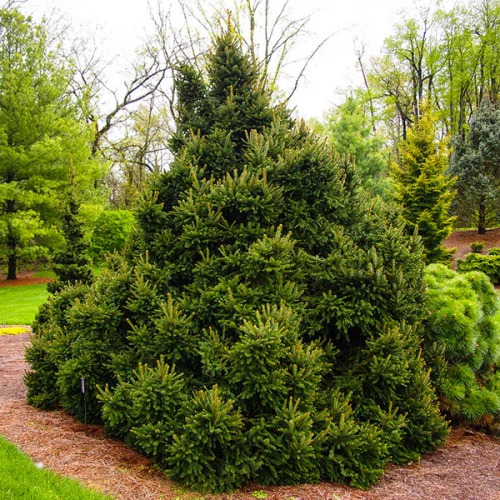 Picea glauca Cy`s Wonder