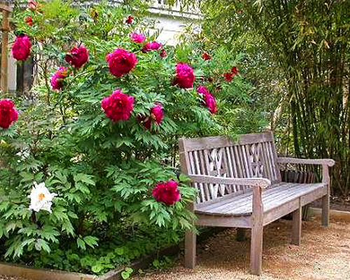 Пион древовидный (Paeonia suffruticosa)