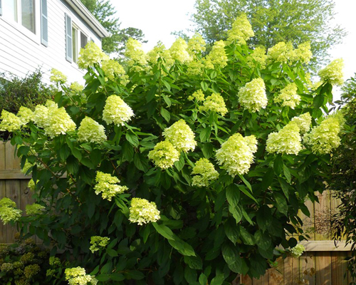 Гортензия метельчатая Лаймлайт (Hydrangea paniculata Limelight)