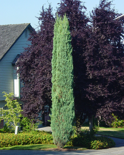 Можжевельник скальный Блю Арроу (Juniperus scopulorum Blue Arrow)