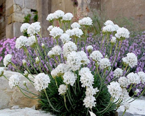 Армерия приморская Морнинг Стар Вайт (Armeria maritimа Morning Star White)