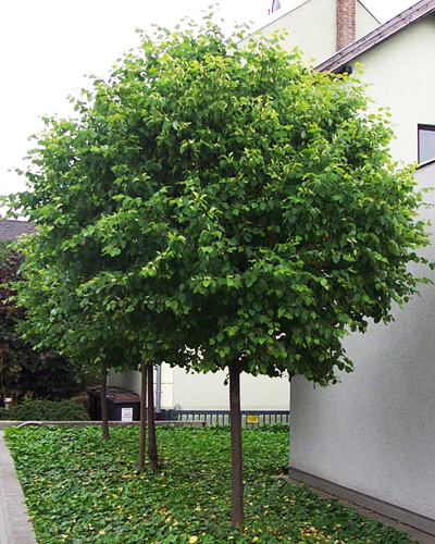 Липа войлочная Сильвер Глоб (Tilia tomentosa Silver Globe)