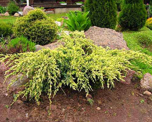 Можжевельник чешуйчатый Холгер (Juniperus squamata Holger)