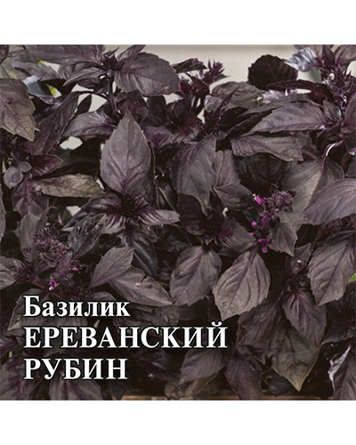 Базилик Ереванский рубин 10г. Гавриш