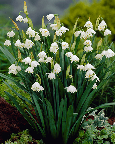 Белоцветник Гравети Гигант (Leucojum Gravetye Giant)