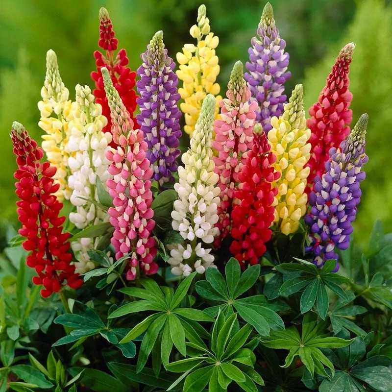 Люпин Люпини микс (Lupinus poliphyllus Lupini Mix)
