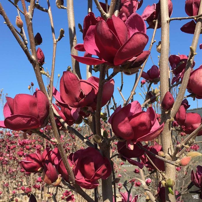 Магнолия гибридная Джени (Magnolia hybrida Genie)