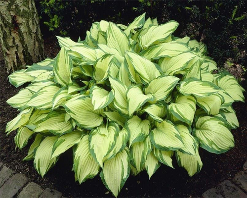 Хоста форчуна Альбопикта (Hosta fortunei Albopicta)