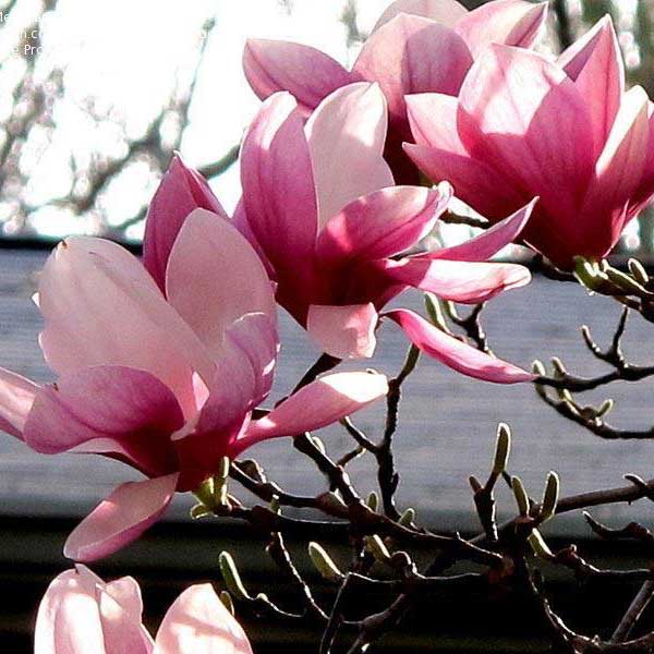 Магнолия суланжа (Magnolia soulangeana)