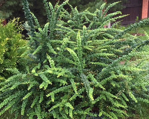 Барбарис тунберга Грин Орнамент (Berberis thunbergii Green Ornament)
