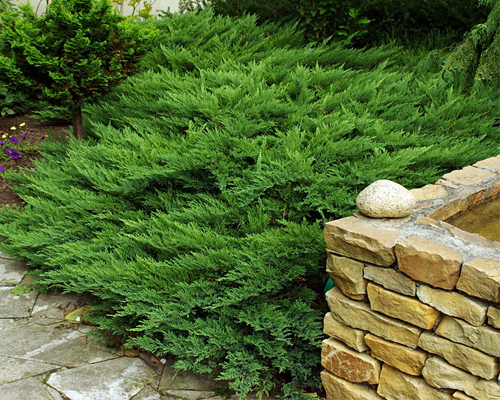 Можжевельник казацкий Тамарисцифолия (Juniperus sabina Tamariscifolia)