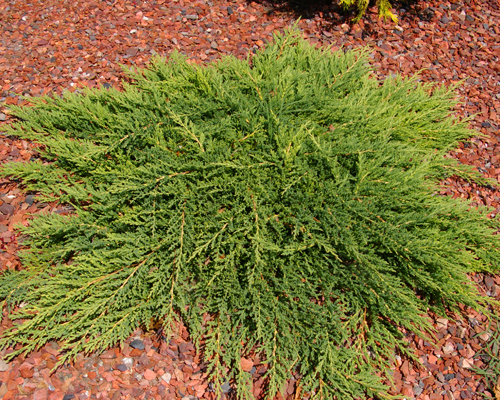 Можжевельник горизонтальный Принц Уэльский (Juniperus horizontalis Prince of Wales)