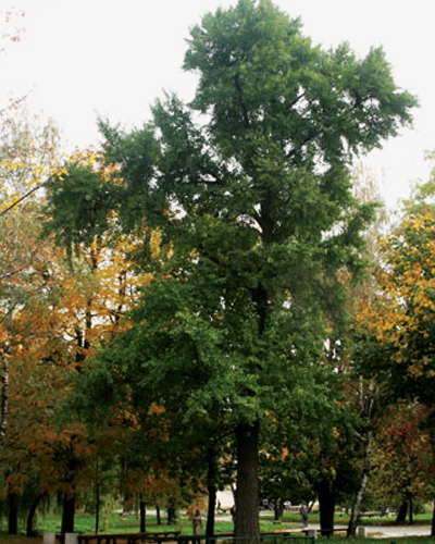 Гинкго Билоба (Gingko biloba)