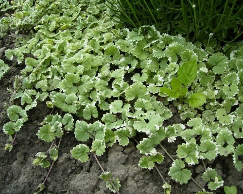 Будра плющевидная Вариегата (Glechoma hederacea Variegata)