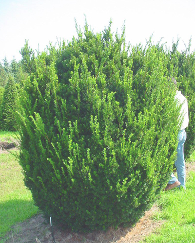 Тис средний Хикси (Taxus media Hicksii)