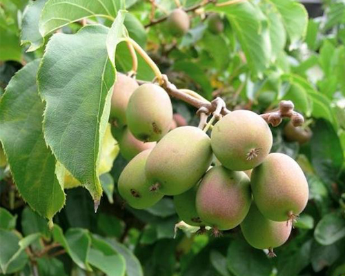 Актинидия аргута Иссей (Actinidia arguta Issai)