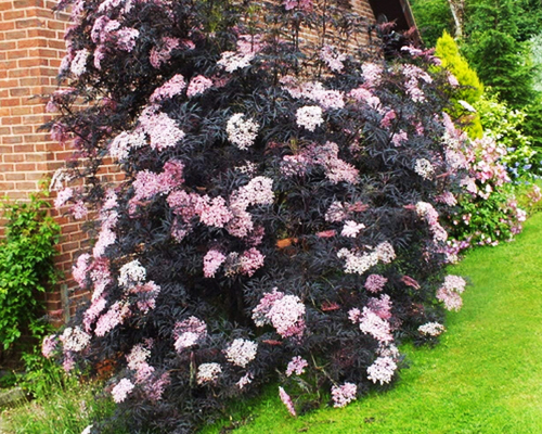 Бузина черная Блек Лейс (Sambucus nigra Black Lace)