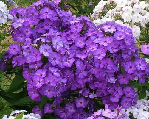 Флокс метельчатый Аметист (Phlox paniculata Amethyst)