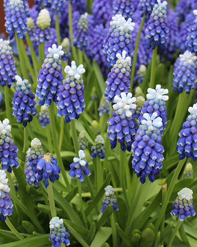 Мускари Тач оф Сноу (Muscari Touch of Snow)