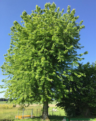 Клен сахаристый Лациниатум Виери (Acer saccharinum Laciniatum Wieri)
