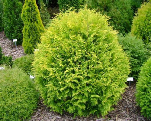 Туя западная Глобоза Ауреа (Thuja occidentalis Globosa Aurea)