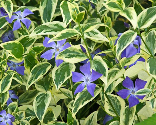 Барвинок большой Вариегата (Vinca major Variegata)