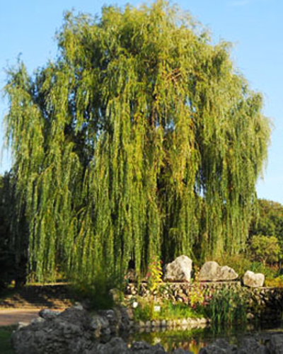 Ива вавилонская Урал (Salix babylonica Ural)