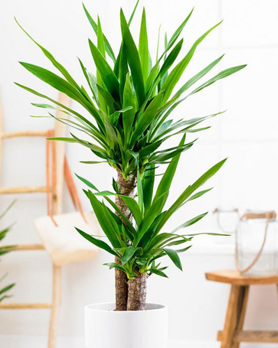 Юкка комнатная на штамбе (Yucca)