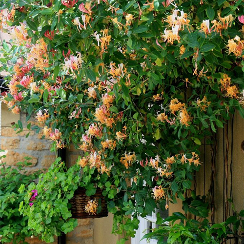 Жимолость японская Американ Бьюти (Lonicera heckrotii American Beauty)