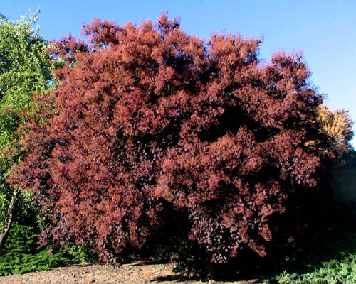 Скумпия кожевенная Роял Пурпл (Cotinus coggygria Royal Purple)